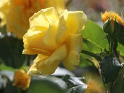 Kletterrose 'Golden Gate' ® -Edelrosen Geschaft kletterrose golden gate m009330 w 9