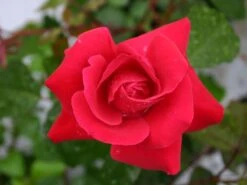 Kletterrose 'Gruß An Heidelberg' ® -Edelrosen Geschaft kletterrose gruss an heidelberg m003002 w 0