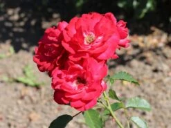 Kletterrose 'Gruß An Heidelberg' ® -Edelrosen Geschaft kletterrose gruss an heidelberg m003002 w 2