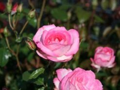 Kletterrose 'Harlekin' ® -Edelrosen Geschaft kletterrose harlekin m002792 w 0
