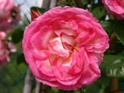 Kletterrose 'Harlekin' ® -Edelrosen Geschaft kletterrose harlekin m002792 w 1