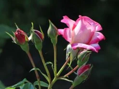 Kletterrose 'Harlekin' ® -Edelrosen Geschaft kletterrose harlekin m002792 w 3