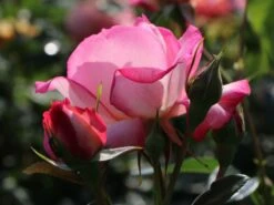 Kletterrose 'Harlekin' ® -Edelrosen Geschaft kletterrose harlekin m002792 w 4