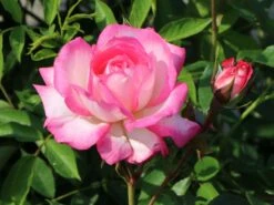 Kletterrose 'Harlekin' ® -Edelrosen Geschaft kletterrose harlekin m002792 w 5