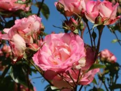 Kletterrose 'Harlekin' ® -Edelrosen Geschaft kletterrose harlekin m002792 w 6