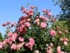 Kletterrose 'Harlekin' ® -Edelrosen Geschaft kletterrose harlekin m002792 w 7