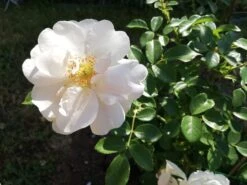 Kletterrose 'Hella' -Edelrosen Geschaft kletterrose hella m046236 666481 0