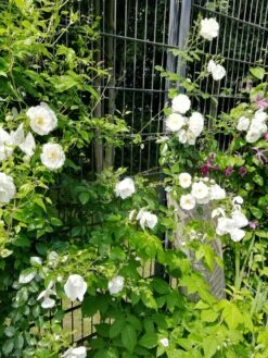 Kletterrose 'Hella' -Edelrosen Geschaft kletterrose hella m046236 667680 0