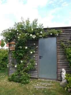 Kletterrose 'Hella' -Edelrosen Geschaft kletterrose hella m046236 738470 0