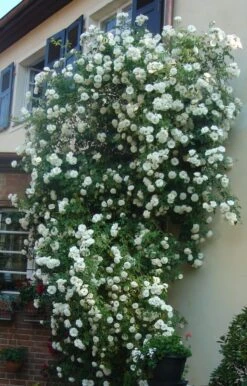 Kletterrose 'Hella' -Edelrosen Geschaft kletterrose hella m046236 958039 0