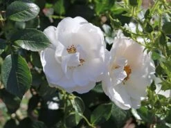 Kletterrose 'Hella' -Edelrosen Geschaft kletterrose hella m046236 w 1 1