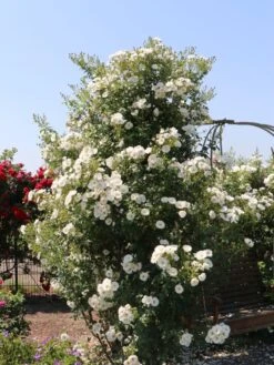 Kletterrose 'Hella' -Edelrosen Geschaft kletterrose hella m046236 w 1