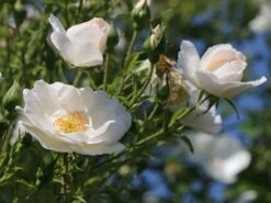 Kletterrose 'Hella' -Edelrosen Geschaft kletterrose hella m046236 w 3