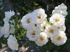 Kletterrose 'Hella' -Edelrosen Geschaft kletterrose hella m046236 w 4