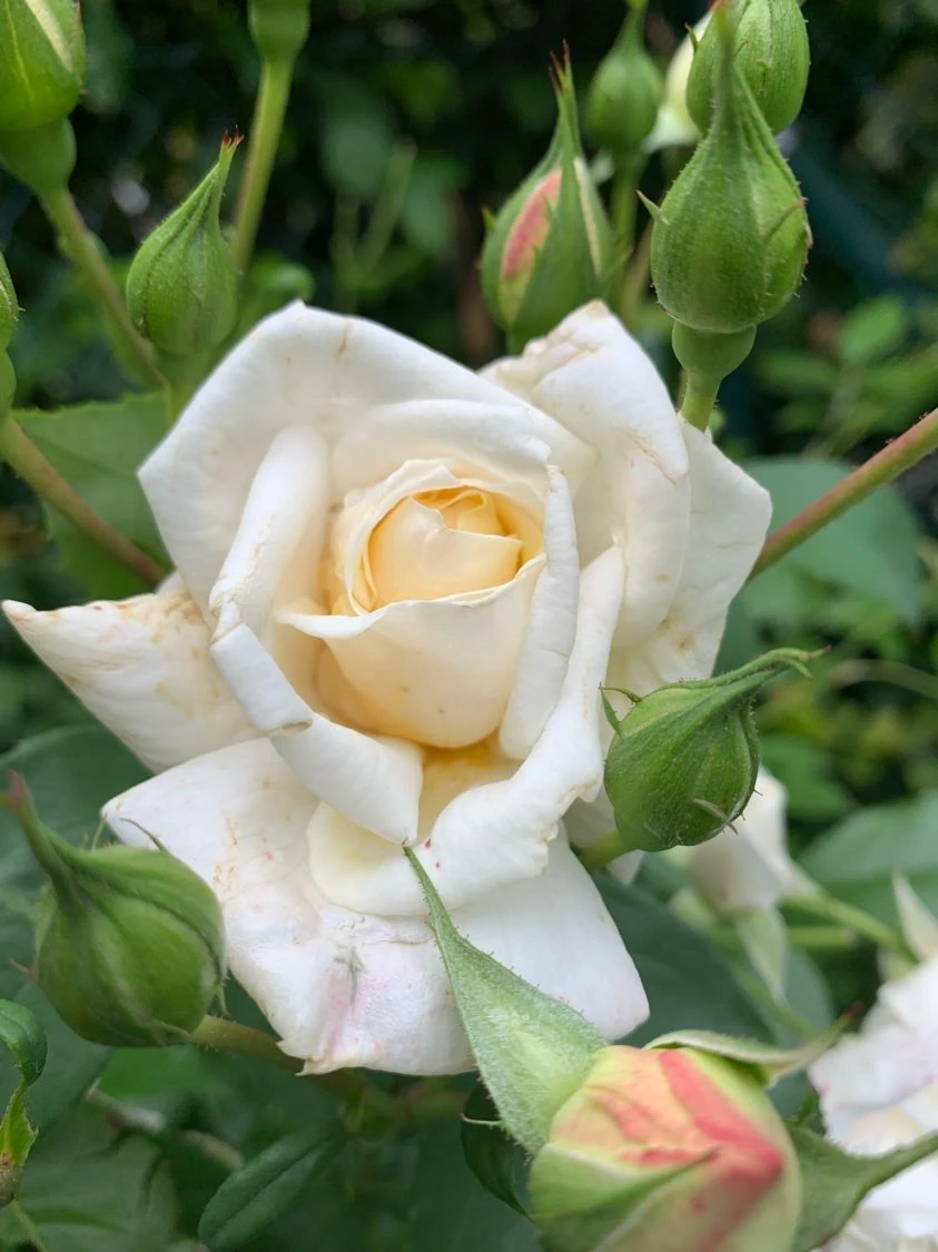 Kletterrose 'Ilse Krohn' ® Superior 9 Kletterrose 'Ilse Krohn' ® Superior – Bild 9