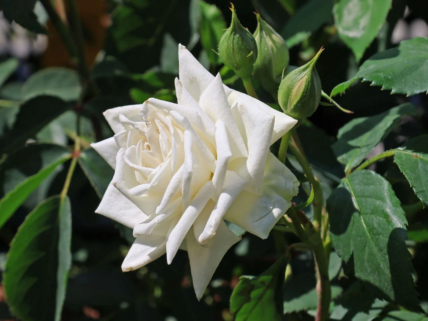 Kletterrose 'Ilse Krohn' ® Superior 1 Kletterrose 'Ilse Krohn' ® Superior