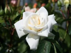 Kletterrose 'Ilse Krohn' ® Superior 18 Kletterrose 'Ilse Krohn' ® Superior -Edelrosen Geschaft kletterrose ilse krohn superior m003018 w 0 1