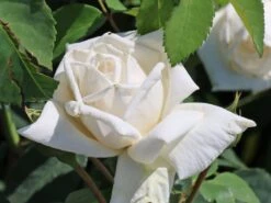 Kletterrose 'Ilse Krohn' ® Superior 17 Kletterrose 'Ilse Krohn' ® Superior -Edelrosen Geschaft kletterrose ilse krohn superior m003018 w 0