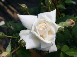 Kletterrose 'Ilse Krohn' ® Superior 16 Kletterrose 'Ilse Krohn' ® Superior -Edelrosen Geschaft kletterrose ilse krohn superior m003018 w 1 1