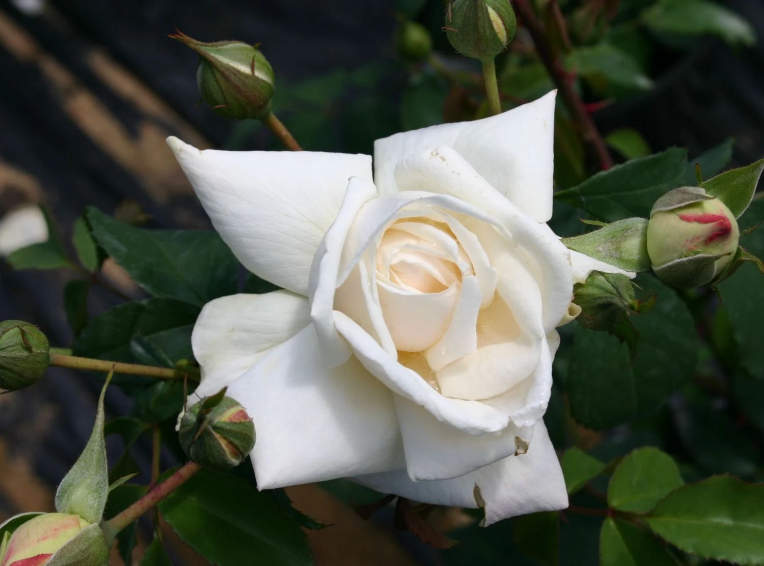 Kletterrose 'Ilse Krohn' ® Superior 5 Kletterrose 'Ilse Krohn' ® Superior – Bild 5