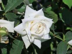 Kletterrose 'Ilse Krohn' ® Superior 14 Kletterrose 'Ilse Krohn' ® Superior -Edelrosen Geschaft kletterrose ilse krohn superior m003018 w 2