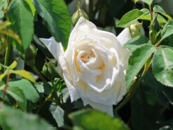 Kletterrose 'Ilse Krohn' ® Superior 15 Kletterrose 'Ilse Krohn' ® Superior -Edelrosen Geschaft kletterrose ilse krohn superior m003018 w 3