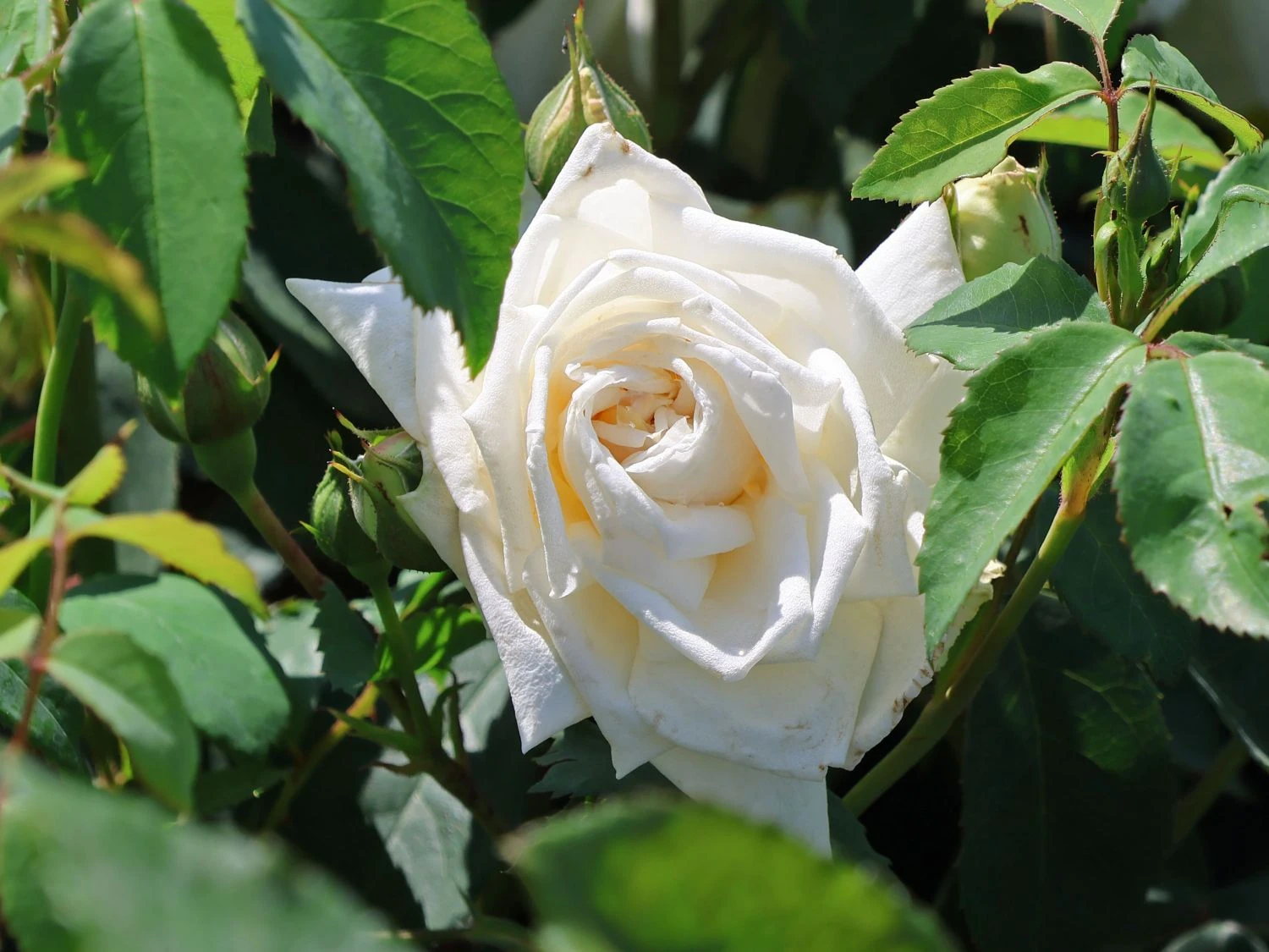 Kletterrose 'Ilse Krohn' ® Superior 4 Kletterrose 'Ilse Krohn' ® Superior – Bild 4