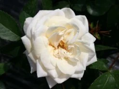 Kletterrose 'Ilse Krohn' ® Superior 19 Kletterrose 'Ilse Krohn' ® Superior -Edelrosen Geschaft kletterrose ilse krohn superior m003018 w 4