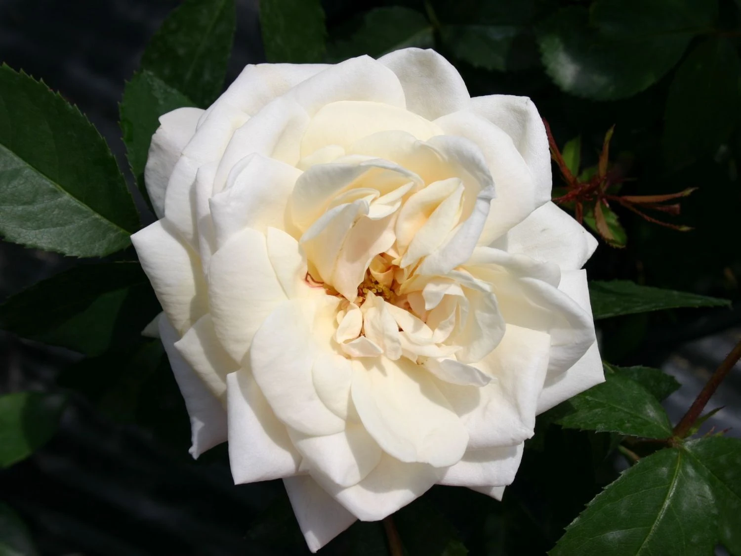 Kletterrose 'Ilse Krohn' ® Superior 8 Kletterrose 'Ilse Krohn' ® Superior – Bild 8