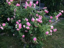 Kletterrose 'Jasmina' ® -Edelrosen Geschaft kletterrose jasmina adr rose m009332 346954 0