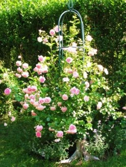 Kletterrose 'Jasmina' ® -Edelrosen Geschaft kletterrose jasmina adr rose m009332 574296 0