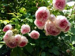 Kletterrose 'Jasmina' ® -Edelrosen Geschaft kletterrose jasmina adr rose m009332 778548 0