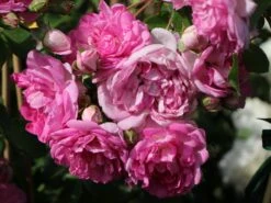 Kletterrose 'Jasmina' ® -Edelrosen Geschaft kletterrose jasmina adr rose m009332 w 4
