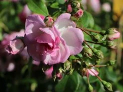 Kletterrose 'Jasmina' ® -Edelrosen Geschaft kletterrose jasmina adr rose m009332 w 5