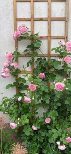 Kletterrose 'Jasmina' ® -Edelrosen Geschaft kletterrose jasmina m009332 1080825 0