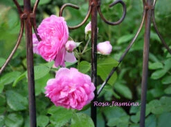 Kletterrose 'Jasmina' ® -Edelrosen Geschaft kletterrose jasmina m009332 1341765 0