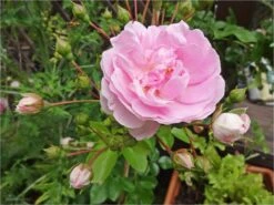 Kletterrose 'Jasmina' ® -Edelrosen Geschaft kletterrose jasmina m009332 858983 0