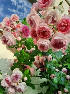 Kletterrose 'Jasmina' ® -Edelrosen Geschaft kletterrose jasmina m009332 972418 0