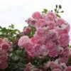 Kletterrose 'Jasmina' ®