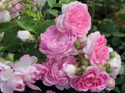 Kletterrose 'Jasmina' ® -Edelrosen Geschaft kletterrose jasmina m009332 w 1