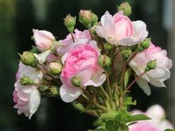 Kletterrose 'Jasmina' ® -Edelrosen Geschaft kletterrose jasmina m009332 w 3