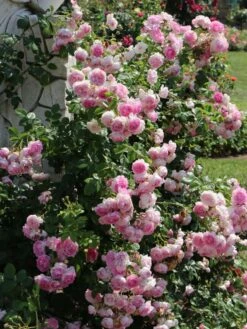 Kletterrose 'Jasmina' ® -Edelrosen Geschaft kletterrose jasmina m009332 w 6