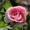 Kletterrose 'Kir Royal' ®