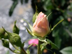 Kletterrose 'Kir Royal' ® 6 Kletterrose 'Kir Royal' ® -Edelrosen Geschaft kletterrose kir royal m004588 w 0