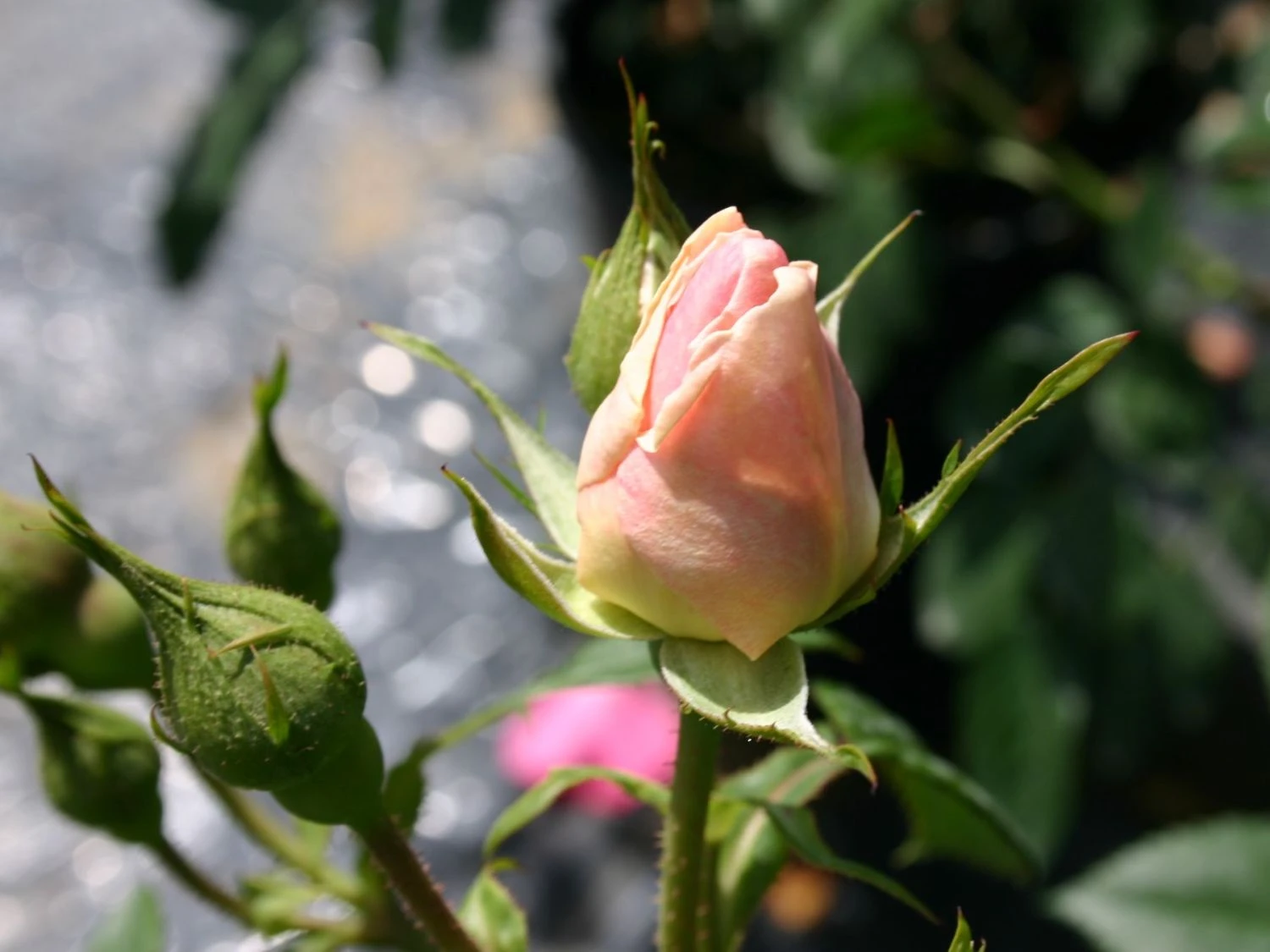 Kletterrose 'Kir Royal' ® 3 Kletterrose 'Kir Royal' ® – Bild 3