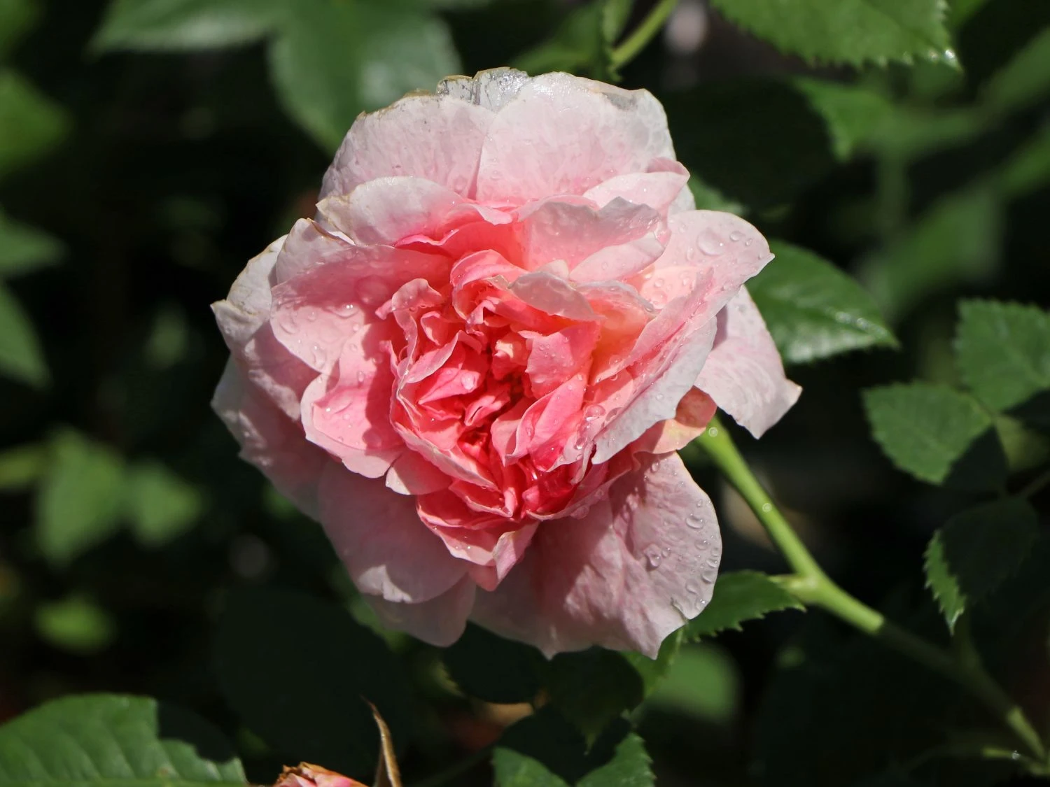 Kletterrose 'Kir Royal' ® 2 Kletterrose 'Kir Royal' ® – Bild 2