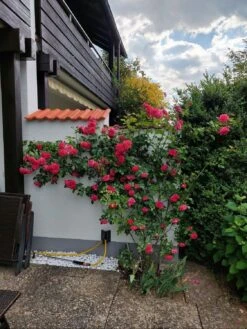 Kletterrose 'Laguna' ® -Edelrosen Geschaft kletterrose laguna m003518 1120715 0