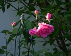 Kletterrose 'Laguna' ® -Edelrosen Geschaft kletterrose laguna m003518 1341765 0