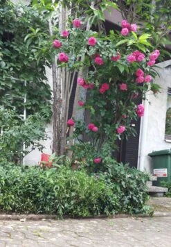 Kletterrose 'Laguna' ® -Edelrosen Geschaft kletterrose laguna m003518 330408 0