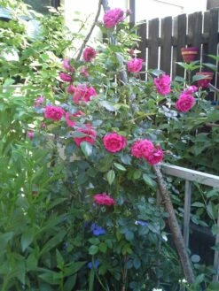 Kletterrose 'Laguna' ® -Edelrosen Geschaft kletterrose laguna m003518 682854 0